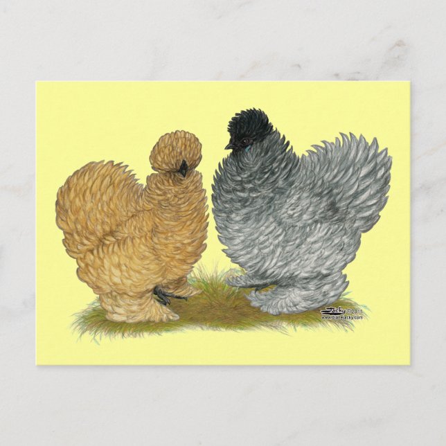 Carte Postale Petits poulets (Devant)