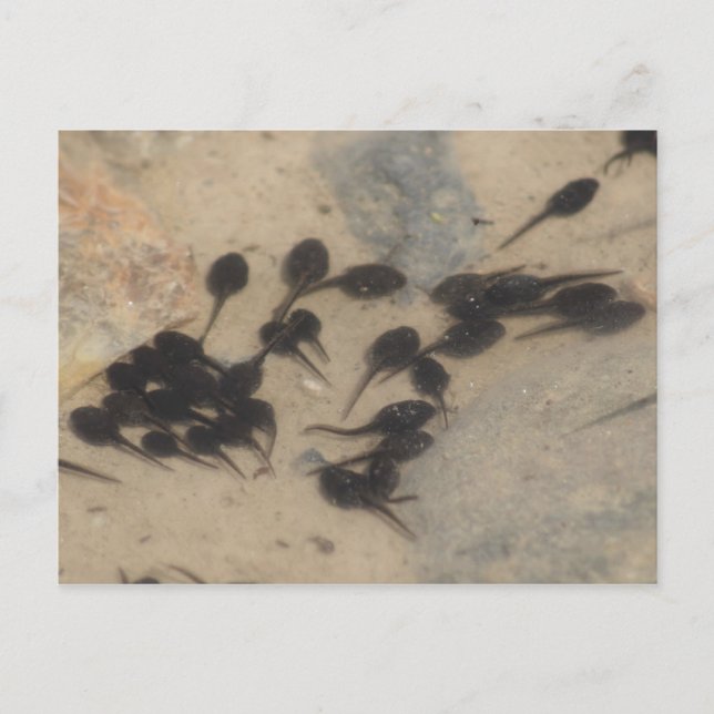 Carte Postale Petits têtards noirs Nature (Devant)