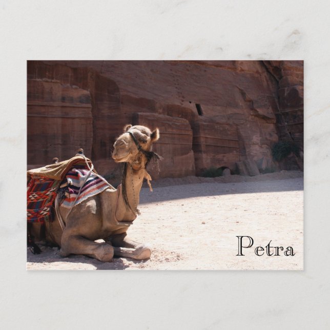 Carte Postale petra de chameau (Devant)