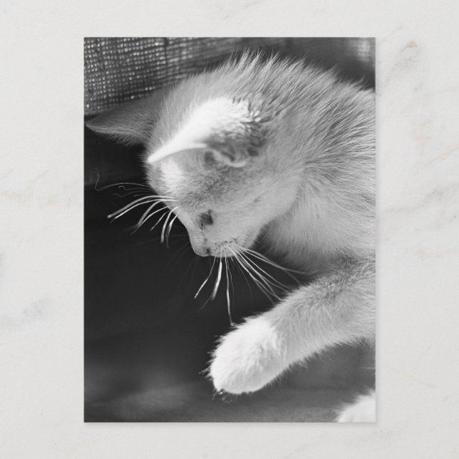 Carte Postale Petra Poisé (Devant)