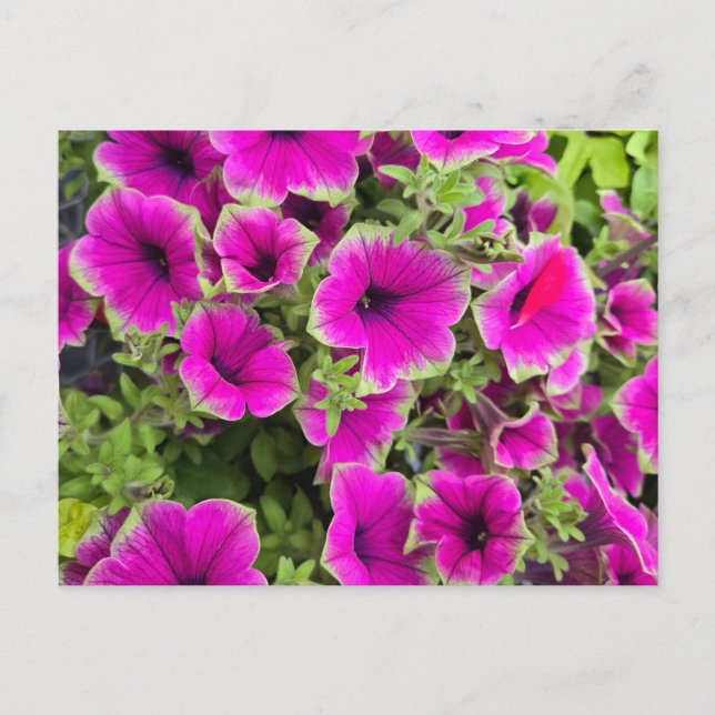 Carte Postale Petunia (Devant)