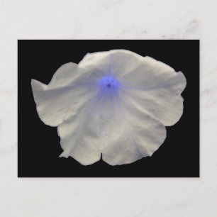 Carte postale Petunia Blue Glow