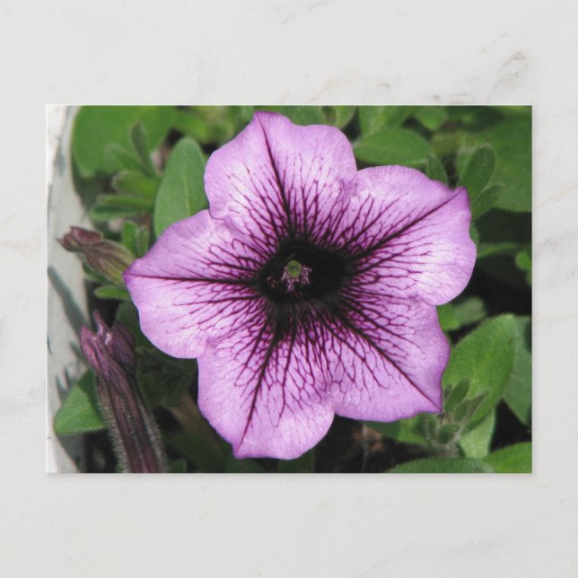 Carte Postale Petunia pourpre (Devant)