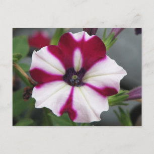 Carte Postale Pétunia pourpre rayé