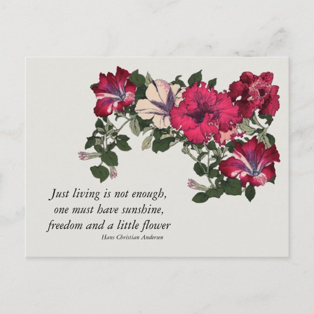 Carte Postale Pétunias roses avec la citation de Hans C Andersen (Devant)