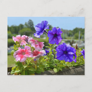 Carte Postale Petunias rouge et bleu