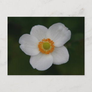 Carte Postale Petwhite