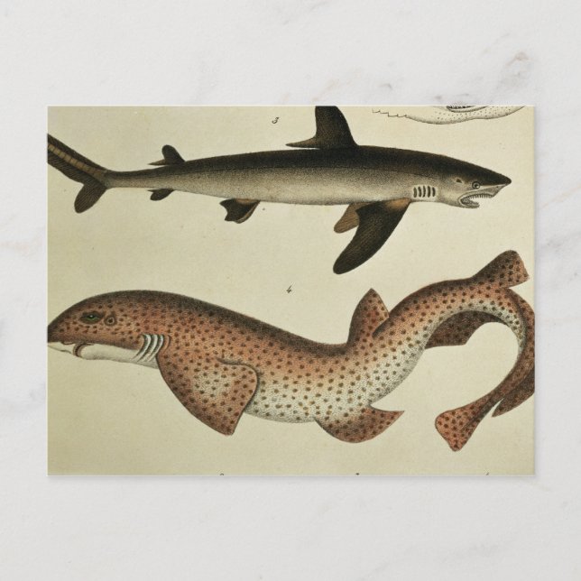 Carte Postale Peu chiens de mer repérés (Devant)