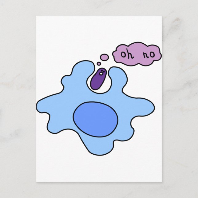 Carte Postale Phagocytose des bactéries (Devant)