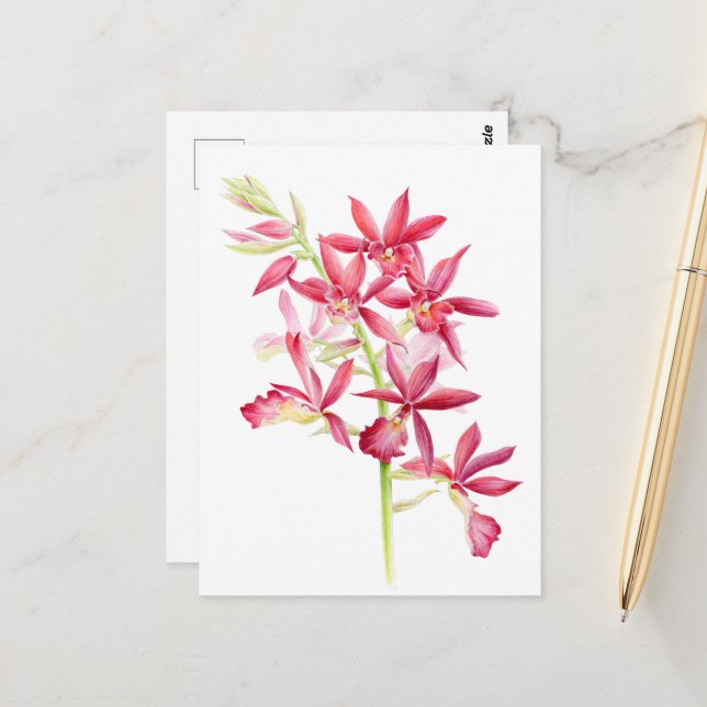 Carte Postale Phaiocalanthe Parkside rouge orchidée aquarelle ar (Devant/Arrière en situation)