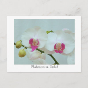 Carte Postale Phalaenopsis sp. Orchidée