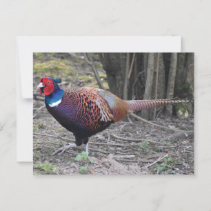 Carte Postale Pheasant
