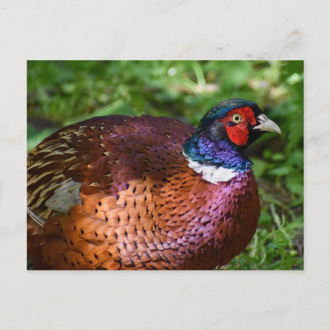 Carte Postale Pheasant (Devant)