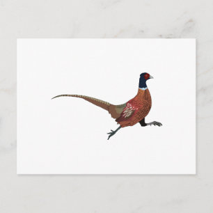 CARTE POSTALE PHÉASANT