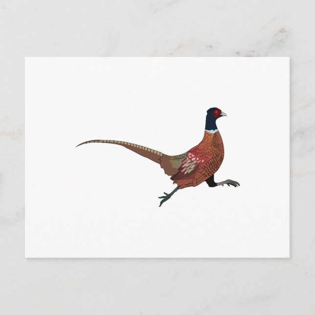 CARTE POSTALE PHÉASANT (Devant)