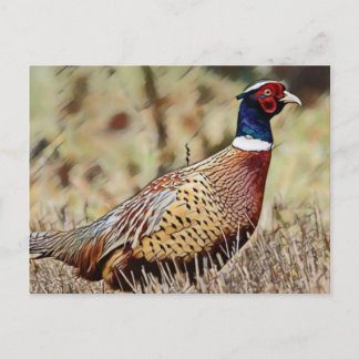 Carte Postale Pheasant