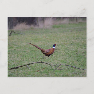 Carte Postale Pheasant