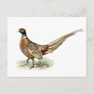 Carte Postale Phéasant à col rond par les frères von Wright