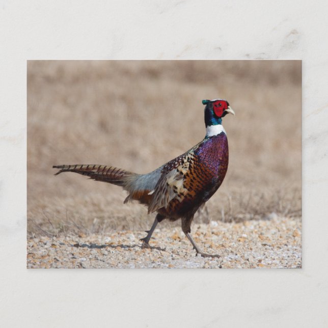 Carte Postale Pheasant à crayon (Devant)