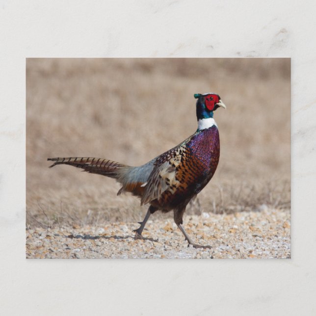 Carte Postale Pheasant à crayon (Devant)