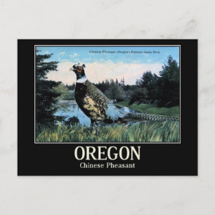 Carte Postale Phéasant chinois, Oregon's Game Bird