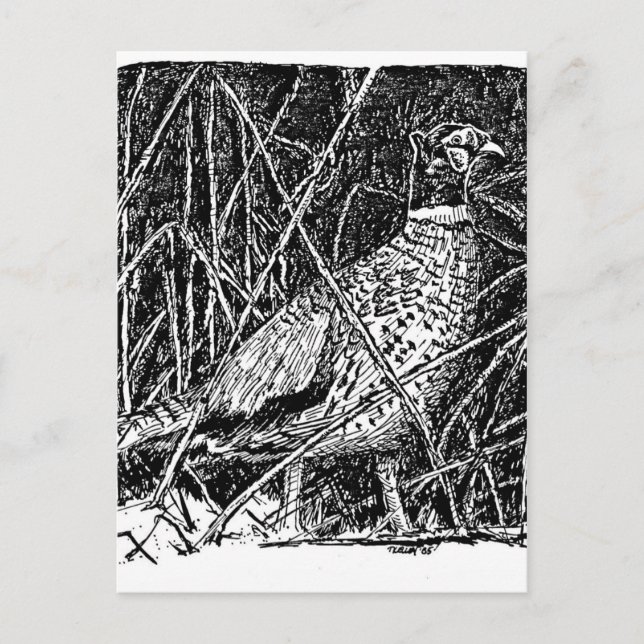 Carte Postale Phéasant (coq) (Devant)