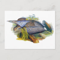 Pheasant Koklass