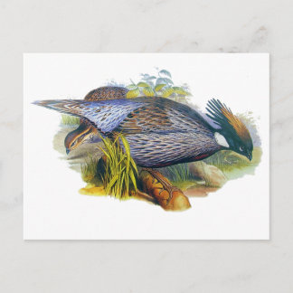Carte Postale Pheasant Koklass