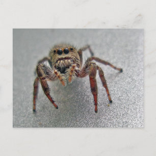 Carte Postale Phiddipus Jumping Araignée série articles correspo
