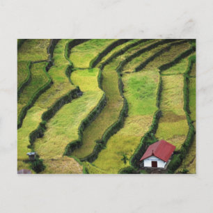 Carte Postale Philippines, Batad, vue surélevée de riz