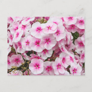 Carte Postale Phlox. Friary Gardens, Cardiff, Pays de Galles.