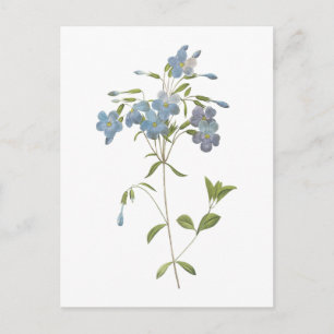Carte Postale phlox (Phlox reptans) par Redouté