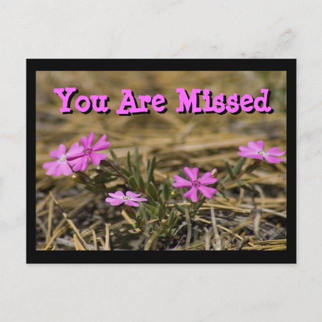 Carte Postale Phlox Violet Occidental Fleur Sauvage Personnalisé (Devant)