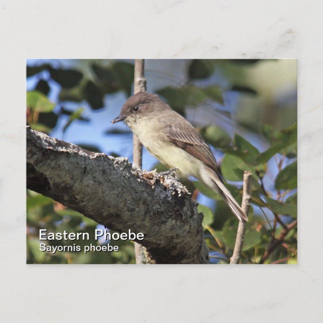 Carte postale Phoebe Est (Devant)