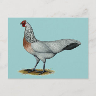 Carte Postale Phoenix : Argent Duckwing Hen