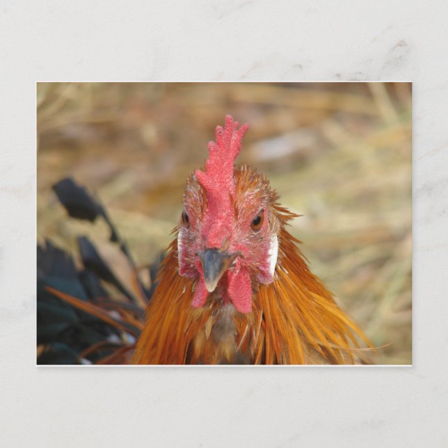 Carte Postale Phoenix met la caméra hors tension (Devant)