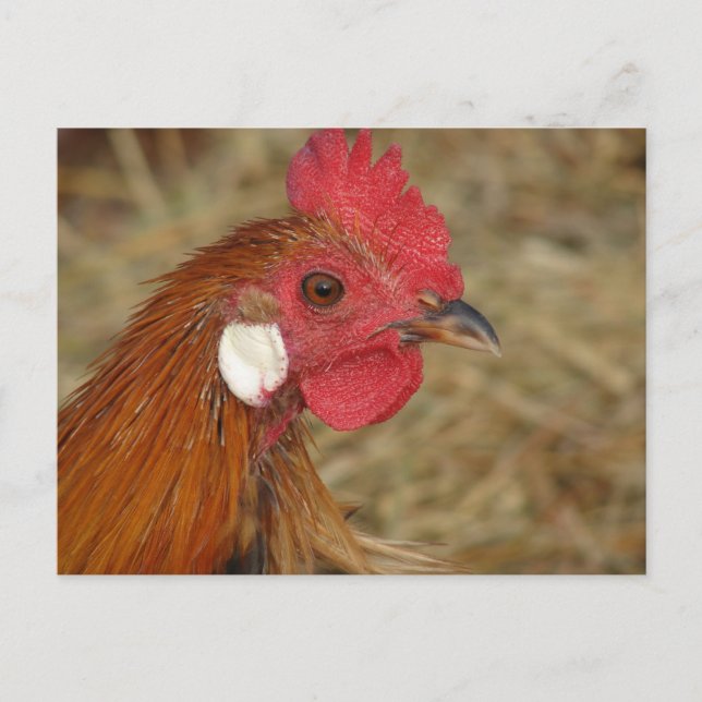 Carte Postale Phoenix Rooster (Devant)