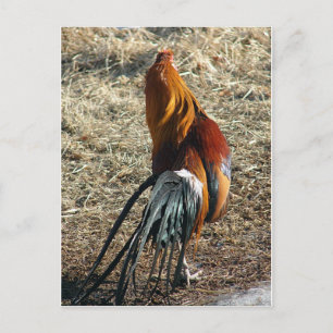 Carte Postale Phoenix Rooster De Derrière