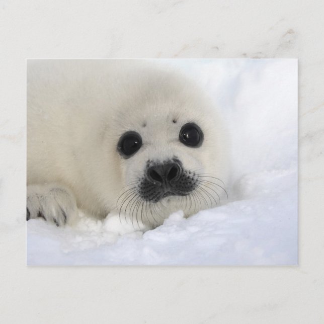 Carte Postale Phoque de la harpe de bébé (Devant)