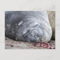 Phoque d'éléphant dormant