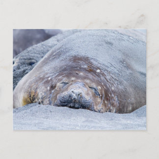 Carte Postale Phoque d'éléphant dormant
