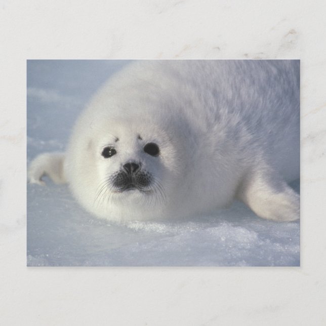 Carte Postale Phoque du Groenland (Phoca groenlandica) Un harpe  (Devant)