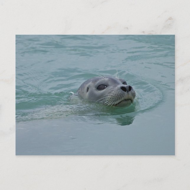 Carte Postale Phoque du port nageant dans le lac glaciaire Jokul (Devant)