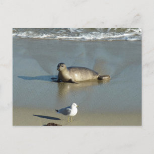 Carte Postale Phoque marin à La Jolla Californie