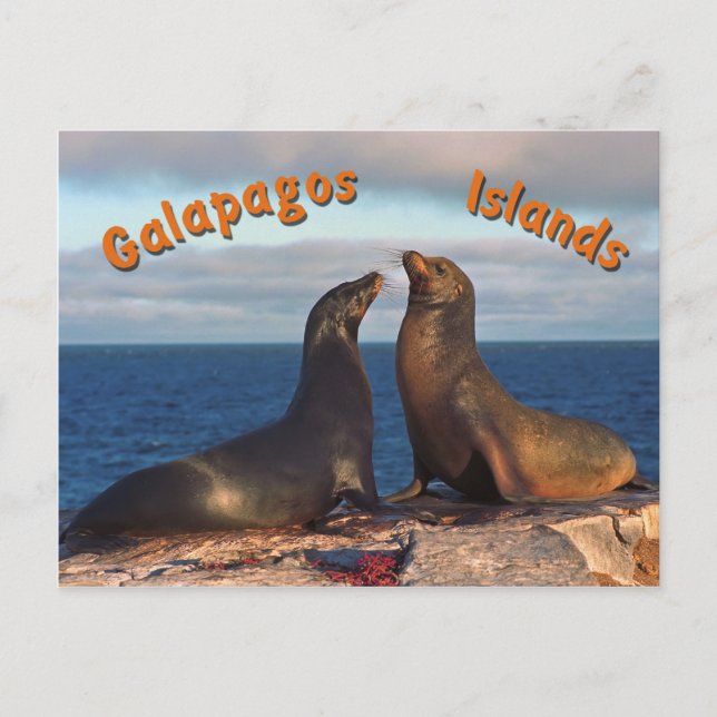 Carte Postale Phoques à fourrure (Devant)