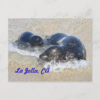 Phoques bébés à La Jolla