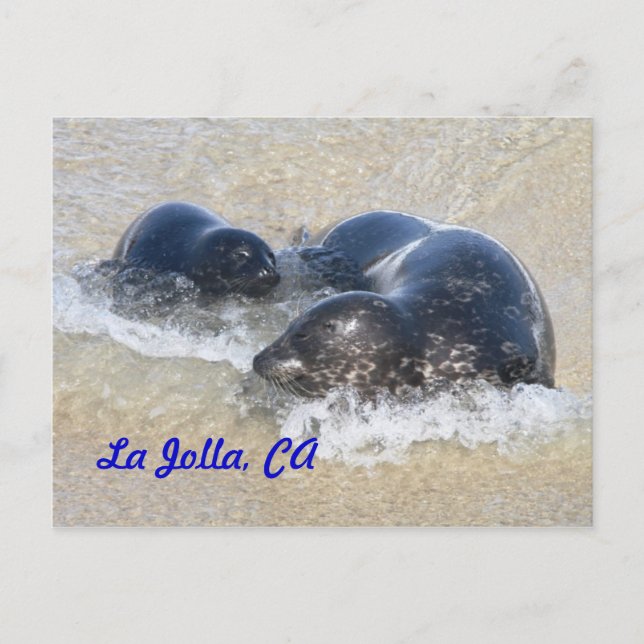 Carte Postale Phoques bébés à La Jolla (Devant)