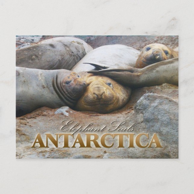 Carte Postale Phoques éléphants du sud, péninsule Antarctique (Devant)