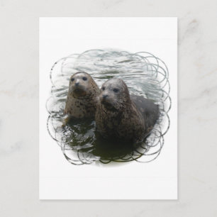 Carte postale Phoques pour bébés