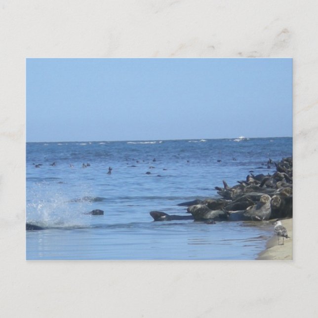 Carte Postale Phoques sur la plage (Devant)